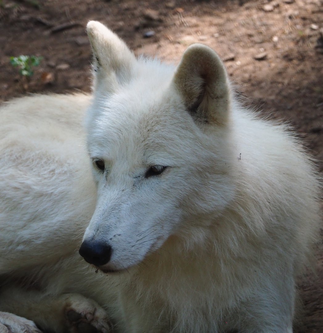 Arctic wolf (Canis lupus arctos), 2021-08-15