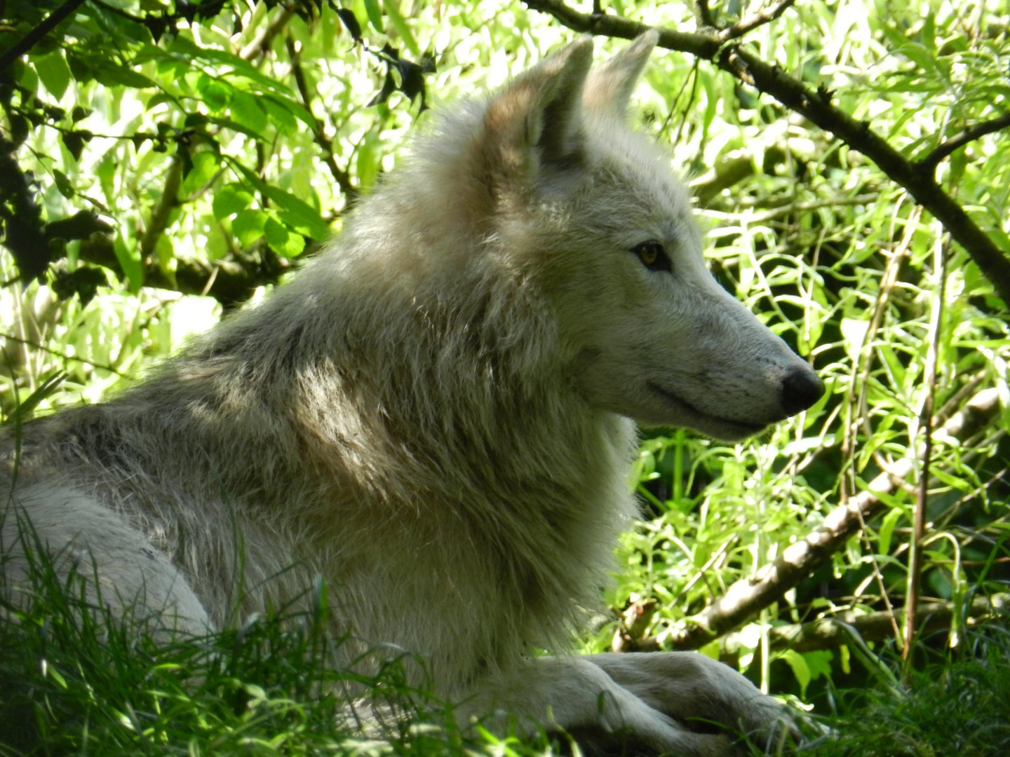 Arctic Wolf (Canis lupus arctos) at Artis Royal Zoo, The Netherlands