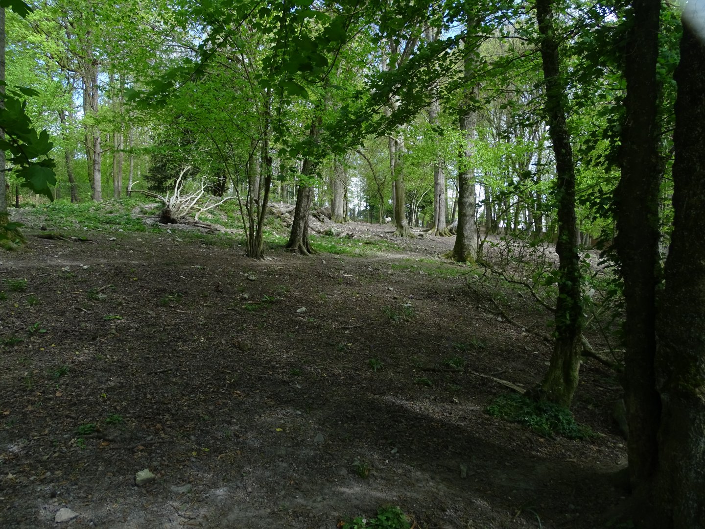 Arctic wolf (Canis lupus arctos) exhibit