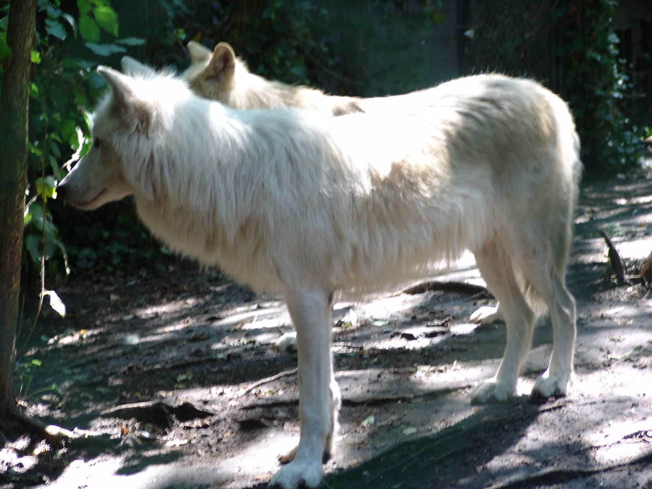 Arctic Wolf (Canis lupus arctos)