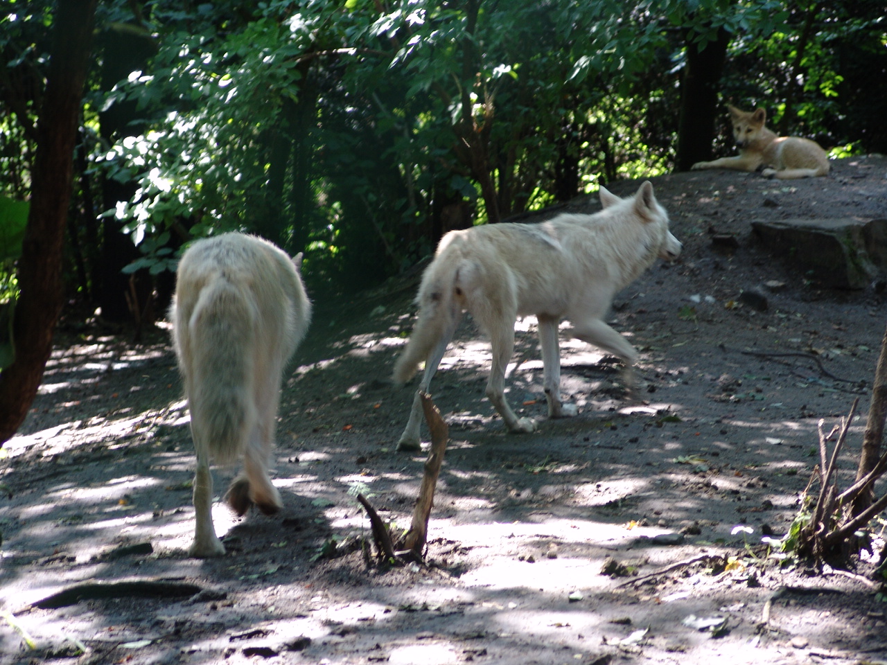 Arctic Wolf (Canis lupus arctos)