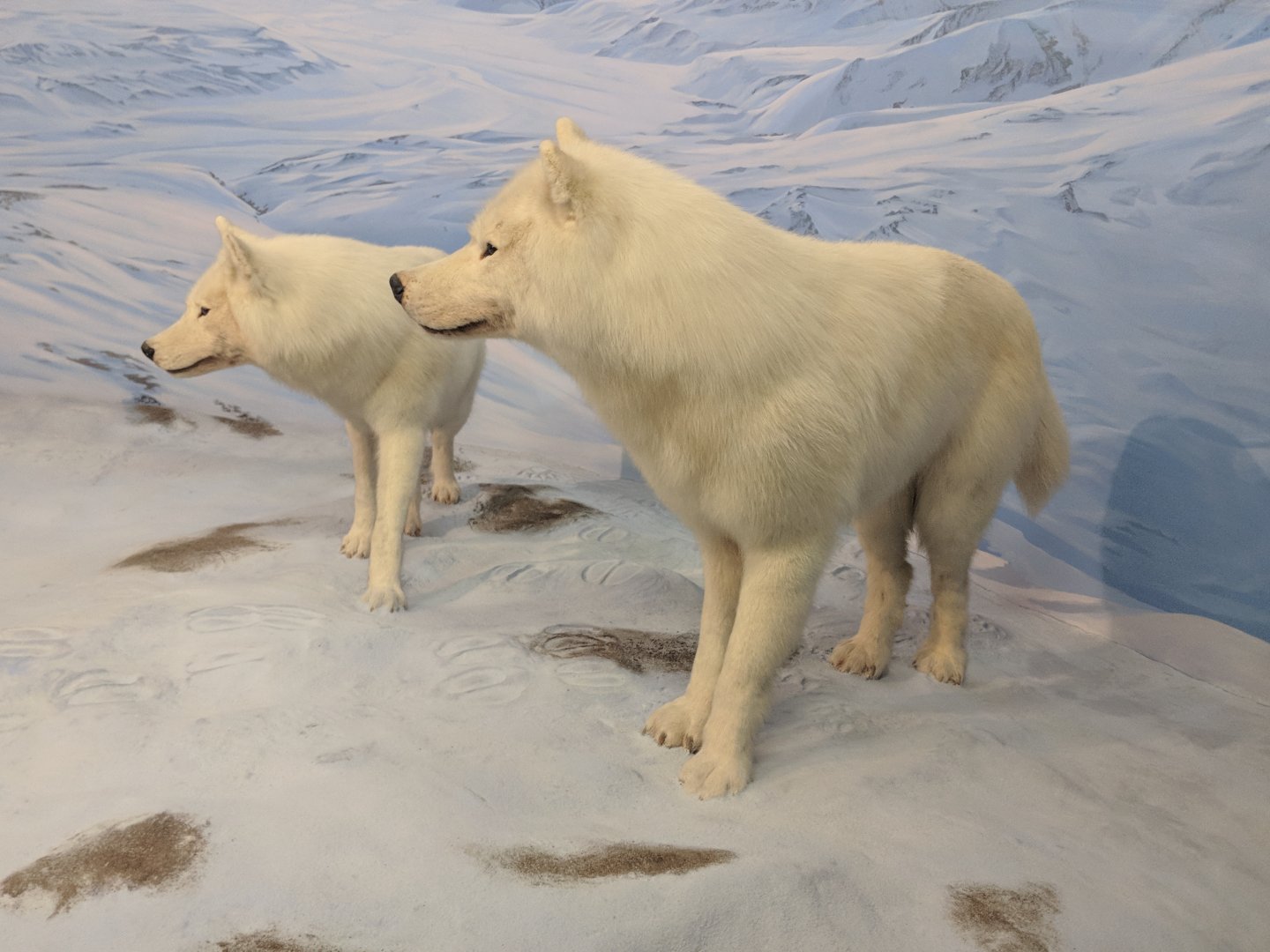 Arctic wolf (Canis lupus arctos)