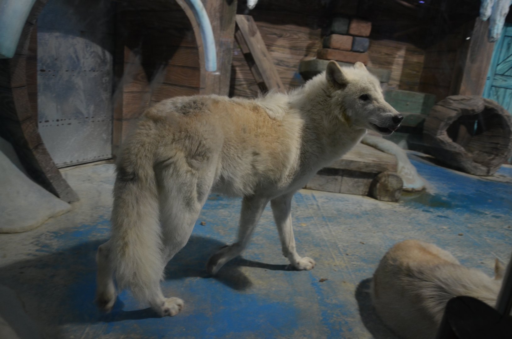 Arctic wolf,Canis lupus arctos