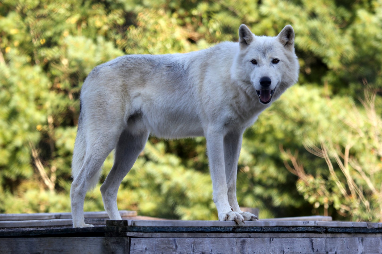 Arctic wolf (Canis lupus arctos)