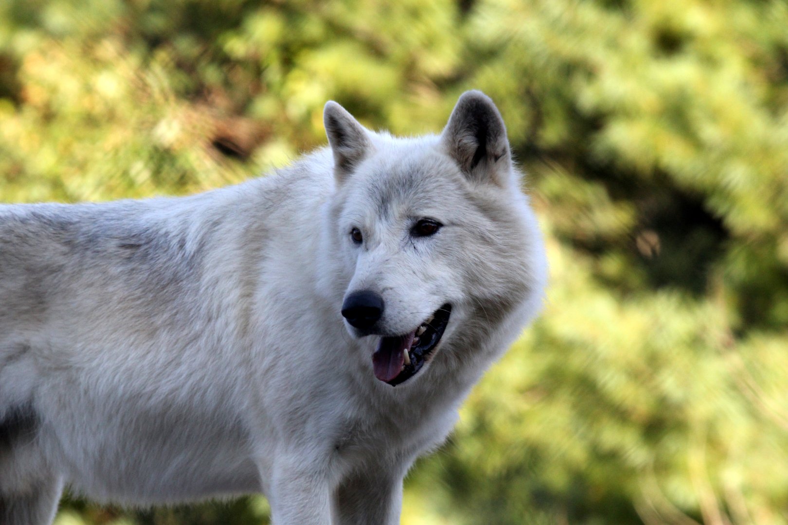 Arctic wolf (Canis lupus arctos)