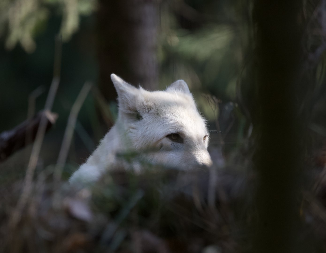 Arctic wolf/ Canis lupus arctos