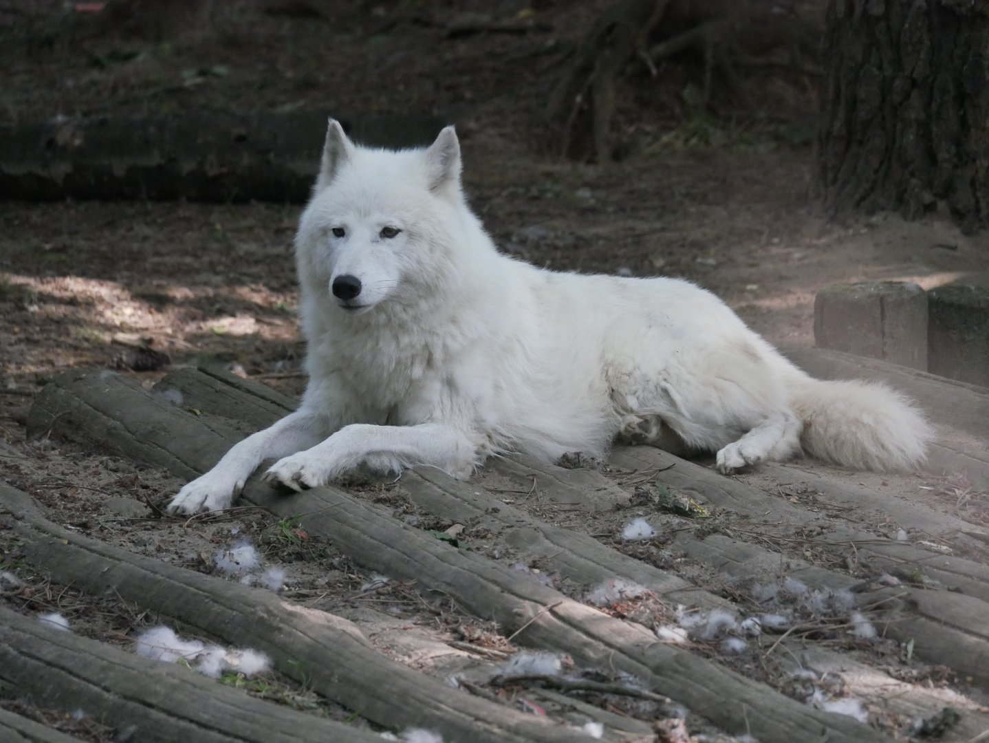 Arctic wolf (Canis lupus arctos)