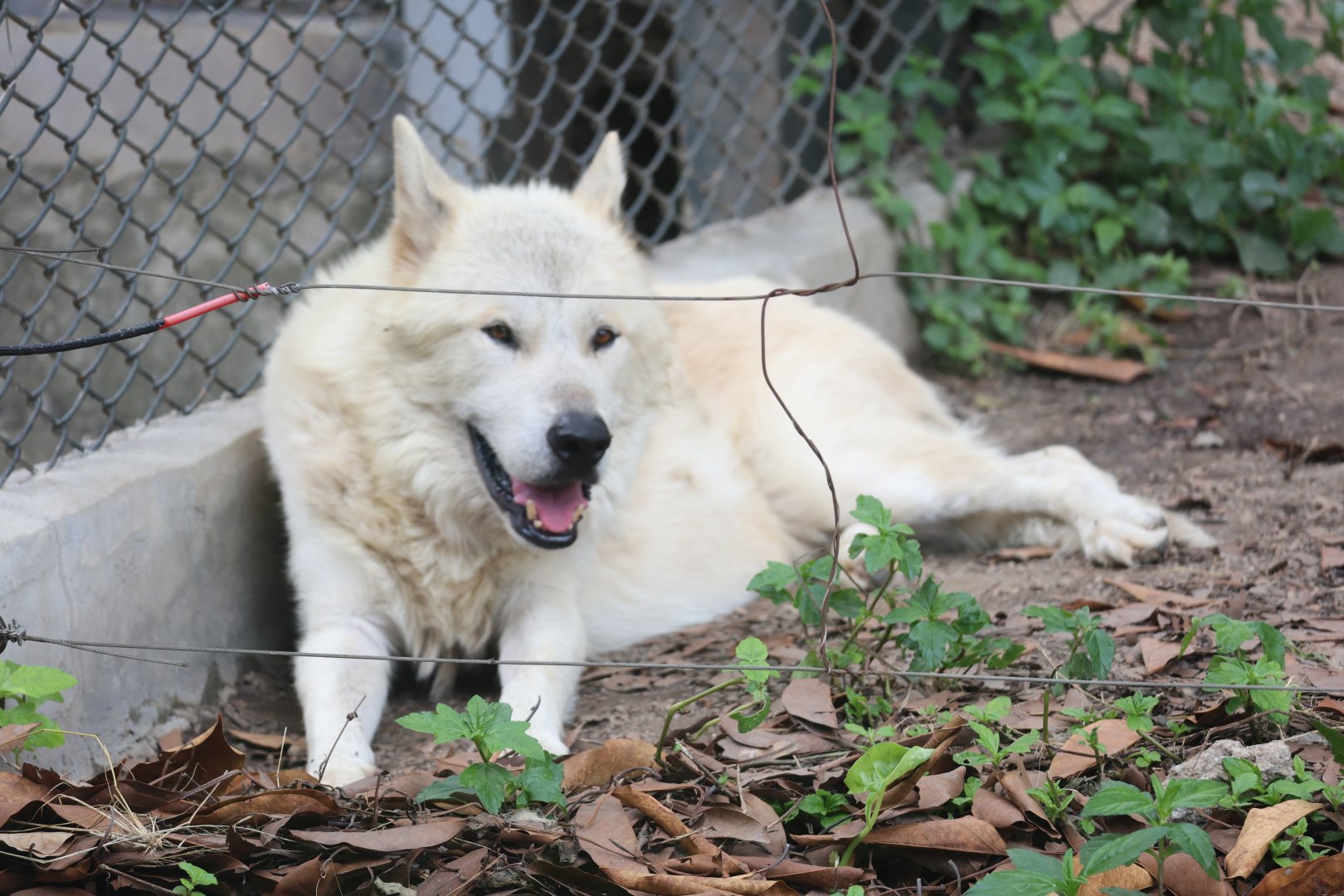 Arctic wolf (Canis lupus arctos)