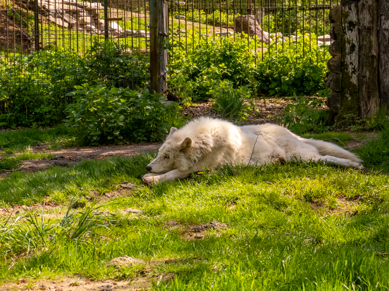 Arctic wolf (Canis lupus)