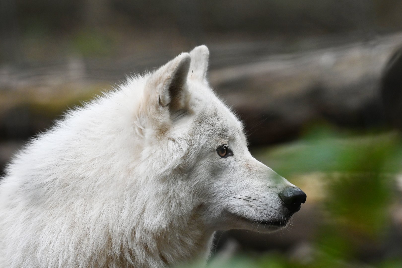 "Arctic" wolf (Canis lupus)