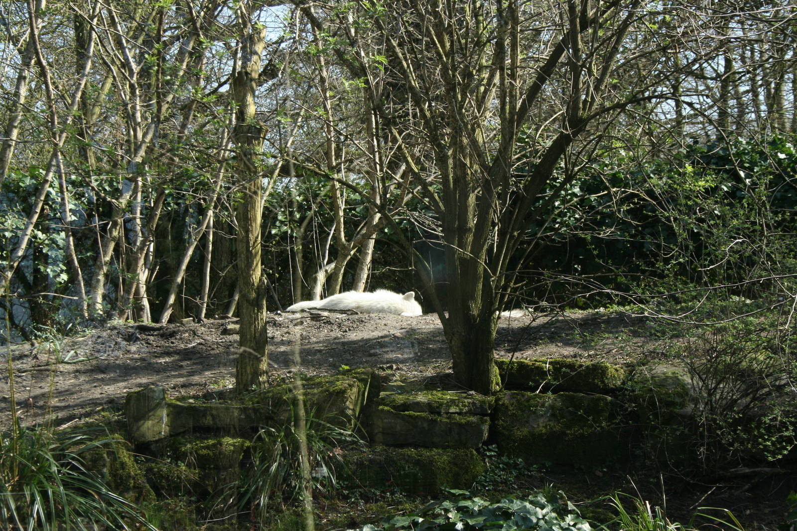 (Arctic Wolf)Canis_lupus_arctos