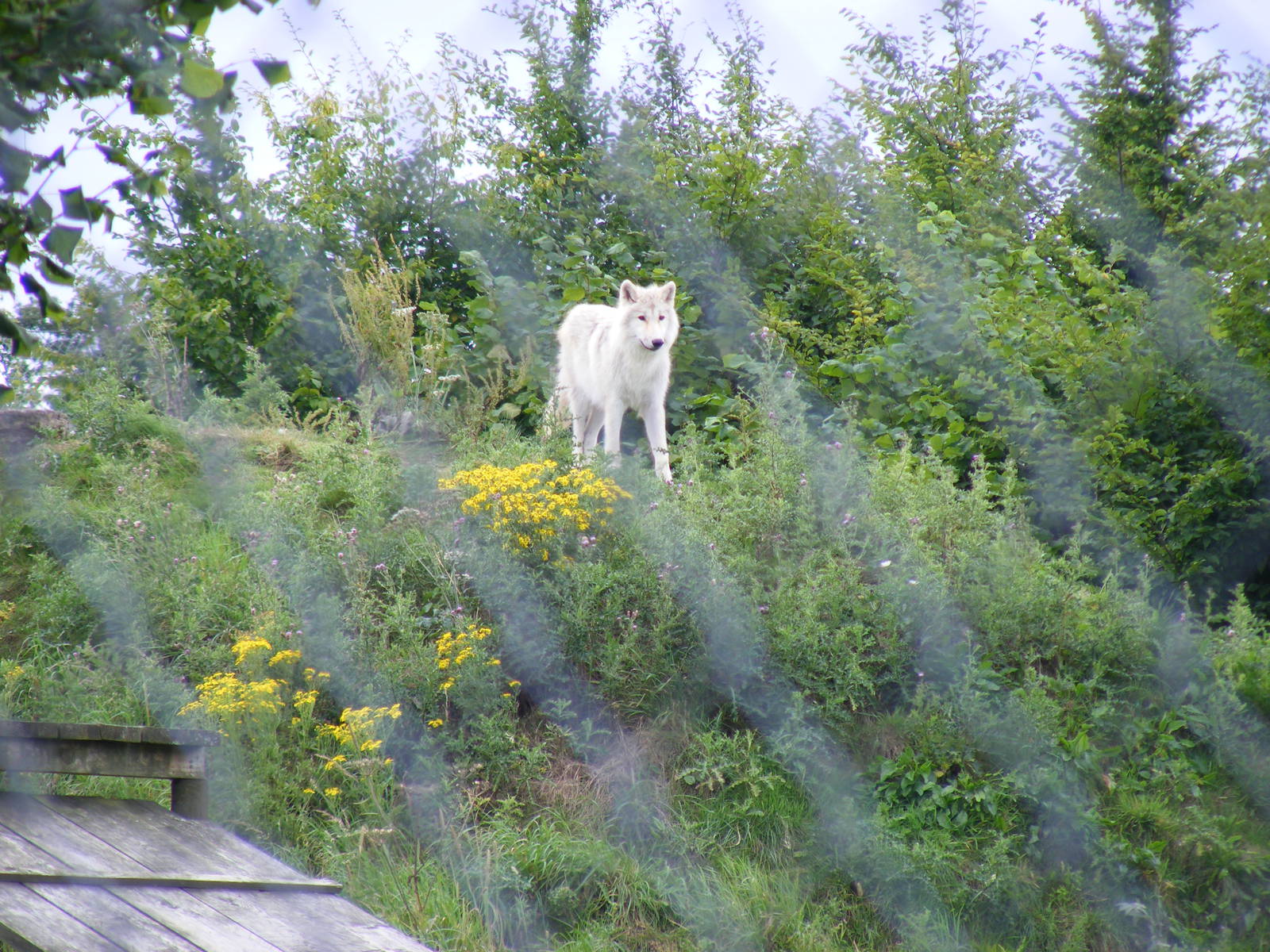 Arctic wolf cub at UK Wolf Conservation Trust on 29 August 2011