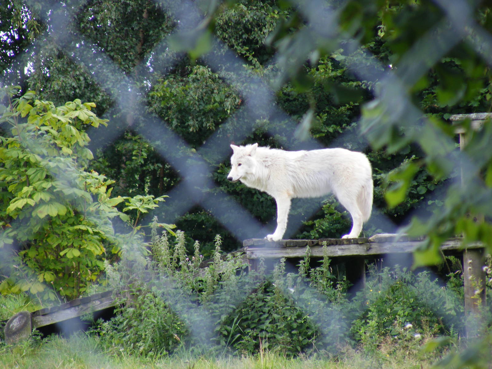Arctic wolf cub at UK Wolf Conservation Trust on 29 August 2011