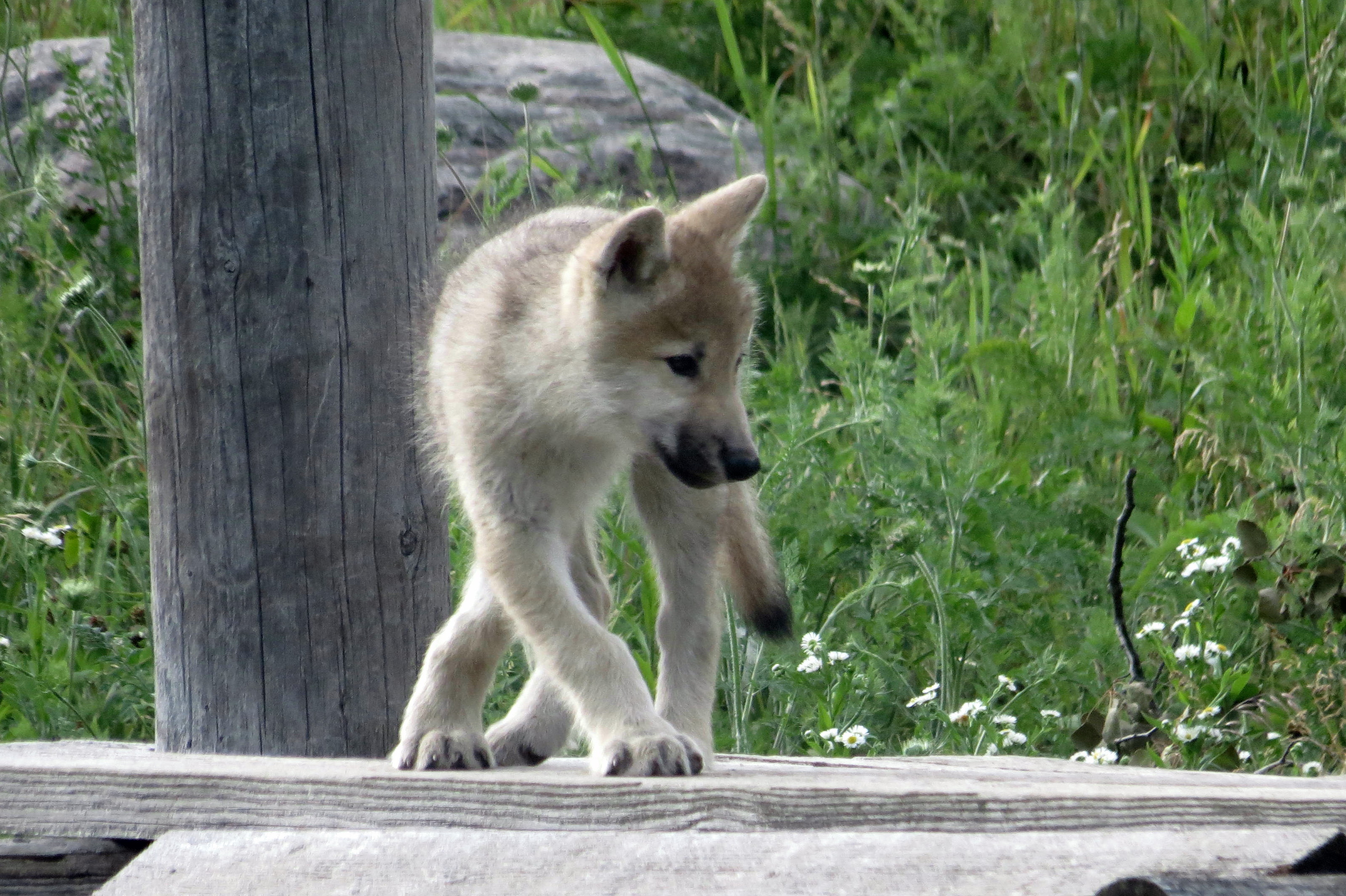 Arctic Wolf cub