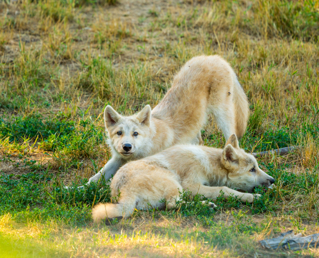 Arctic Wolf cubs