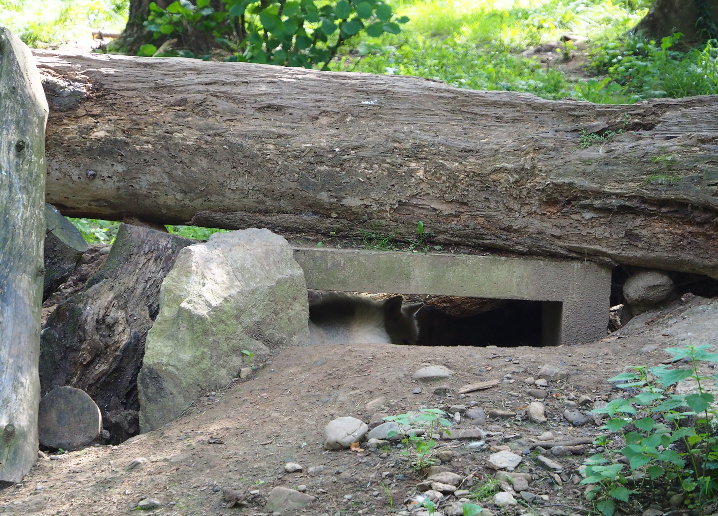 Arctic wolf den, 2021-08-15