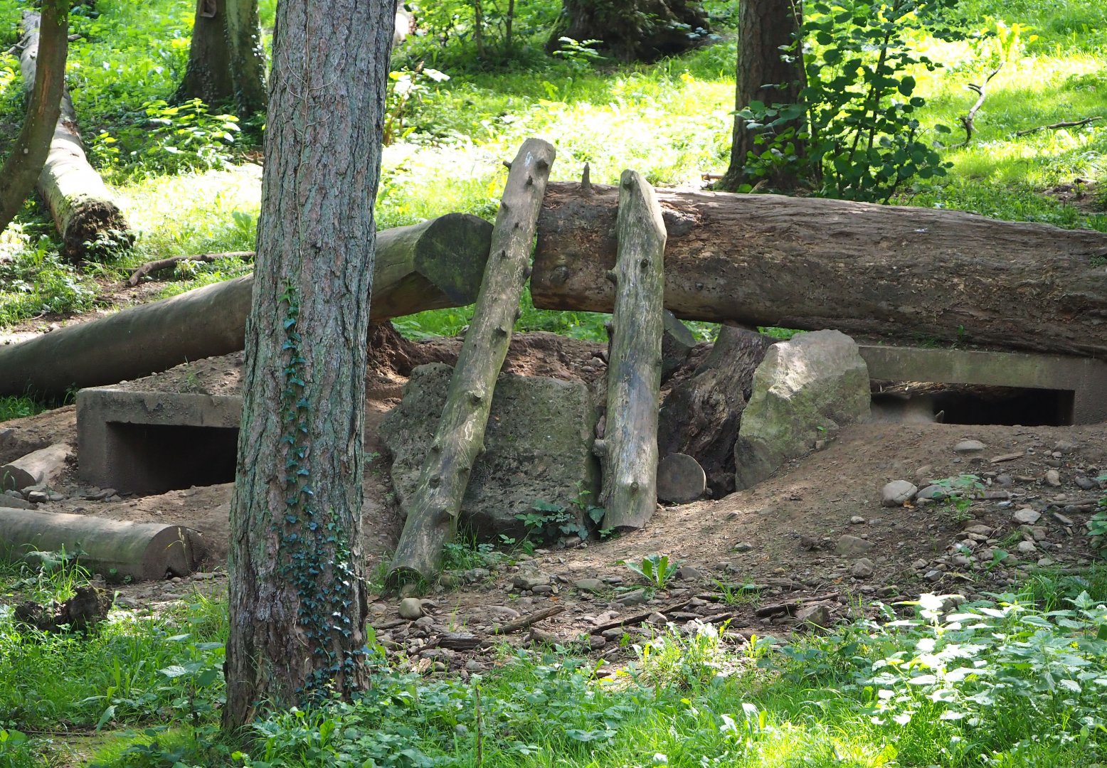 Arctic wolf dens, 2021-08-15