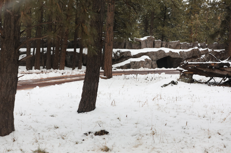 arctic wolf drive-thru