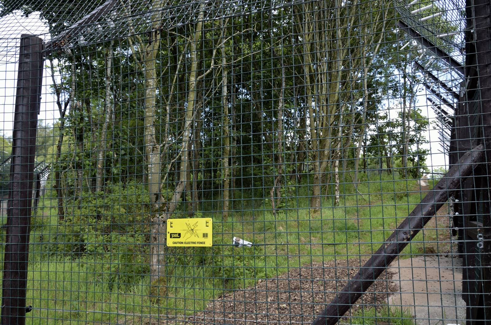 Arctic Wolf enclosure-06/07/2014