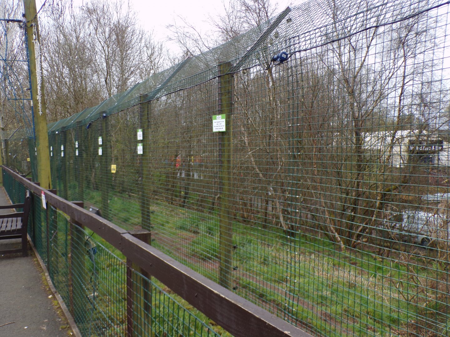 Arctic wolf enclosure 12.4.24