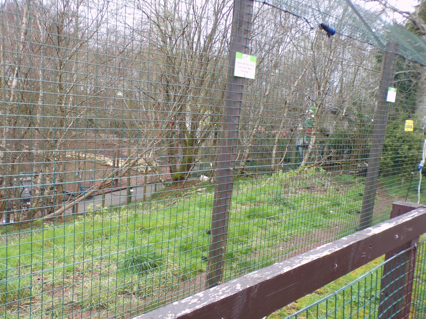 Arctic wolf enclosure 12.4.24