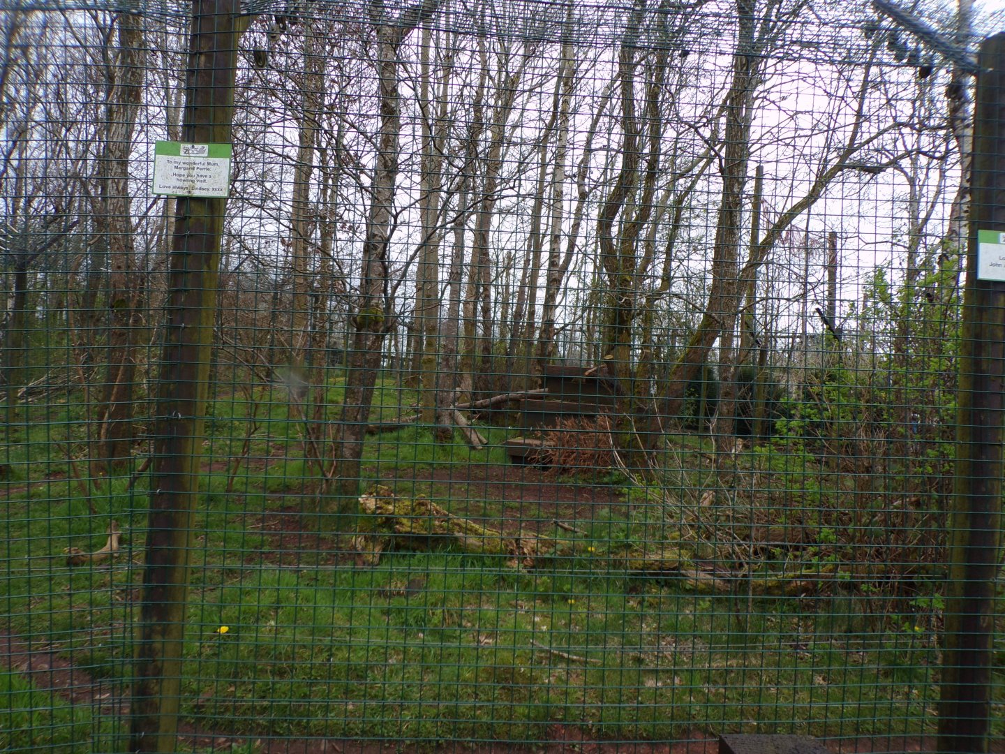 Arctic wolf enclosure 12.4.24