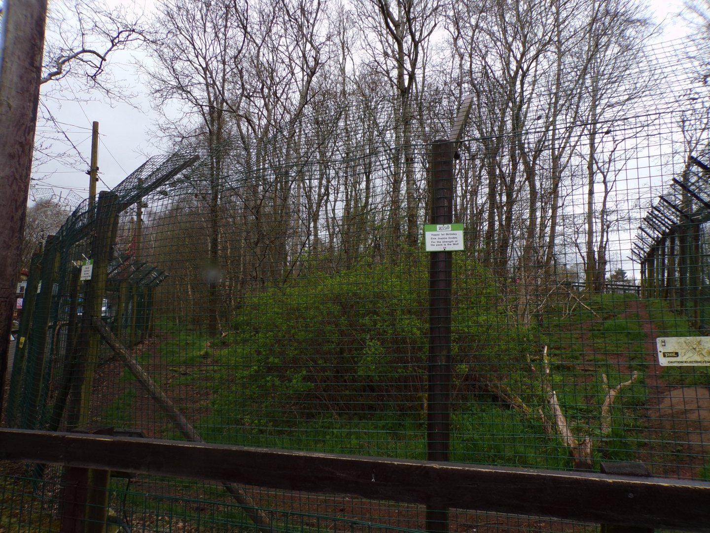 Arctic wolf enclosure 12.4.24