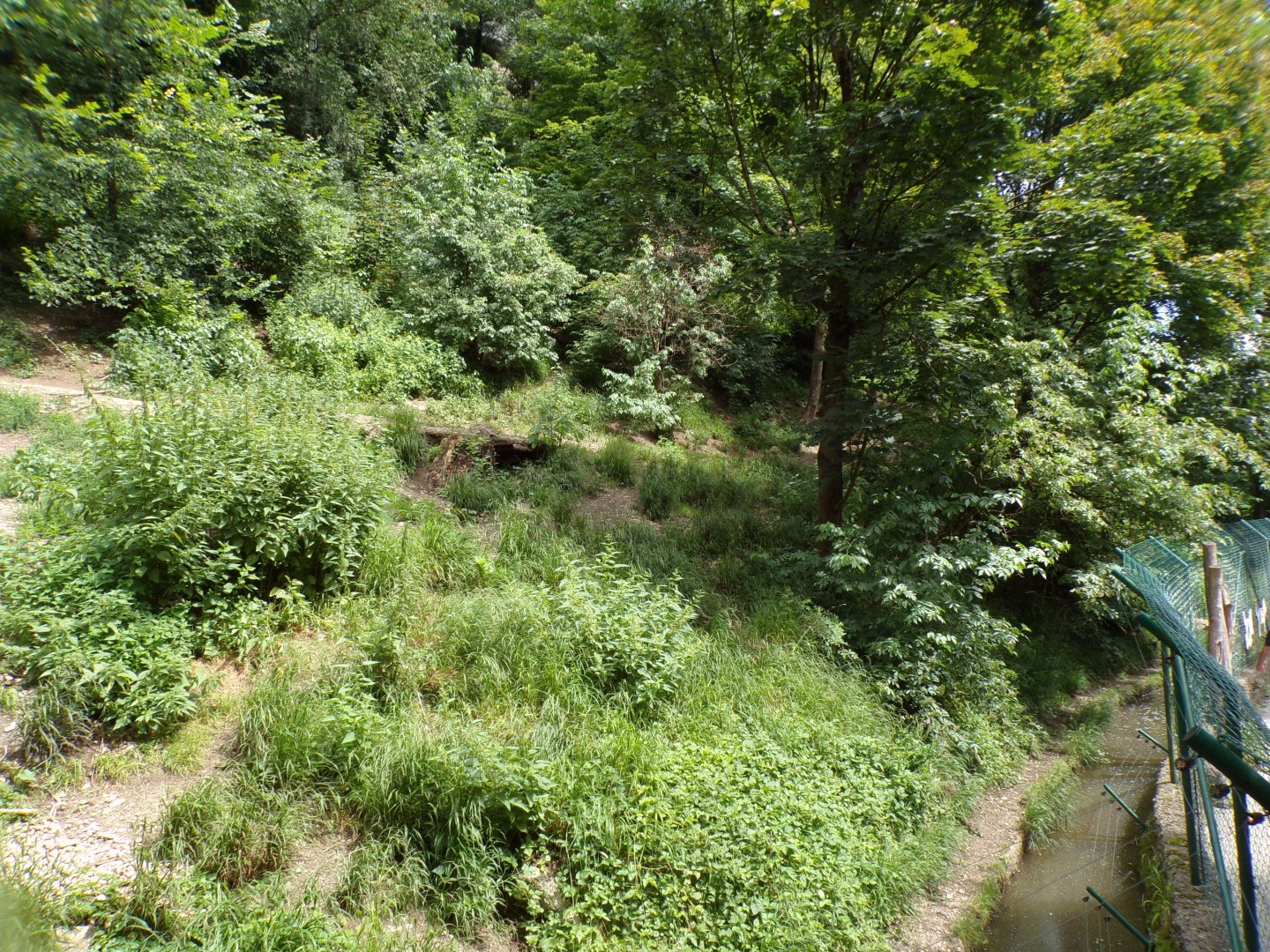 Arctic wolf enclosure 13.7.25