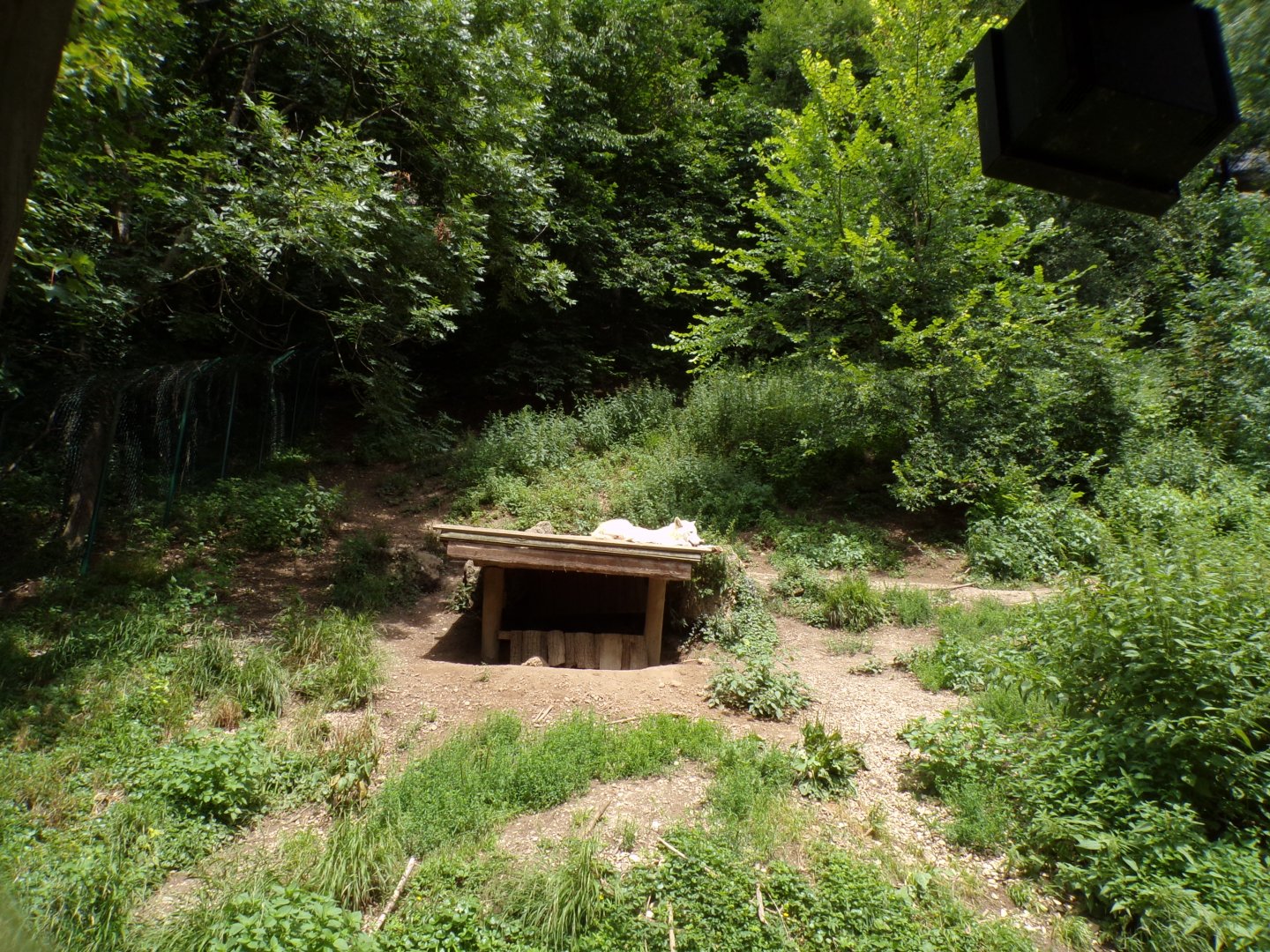 Arctic wolf enclosure 13.7.25