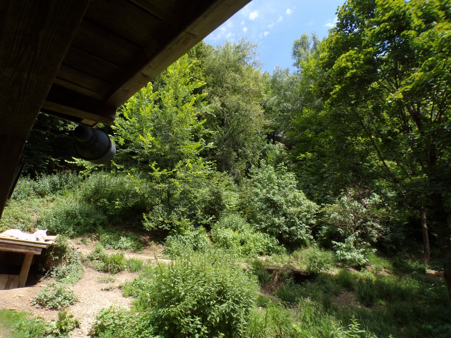 Arctic wolf enclosure 13.7.25