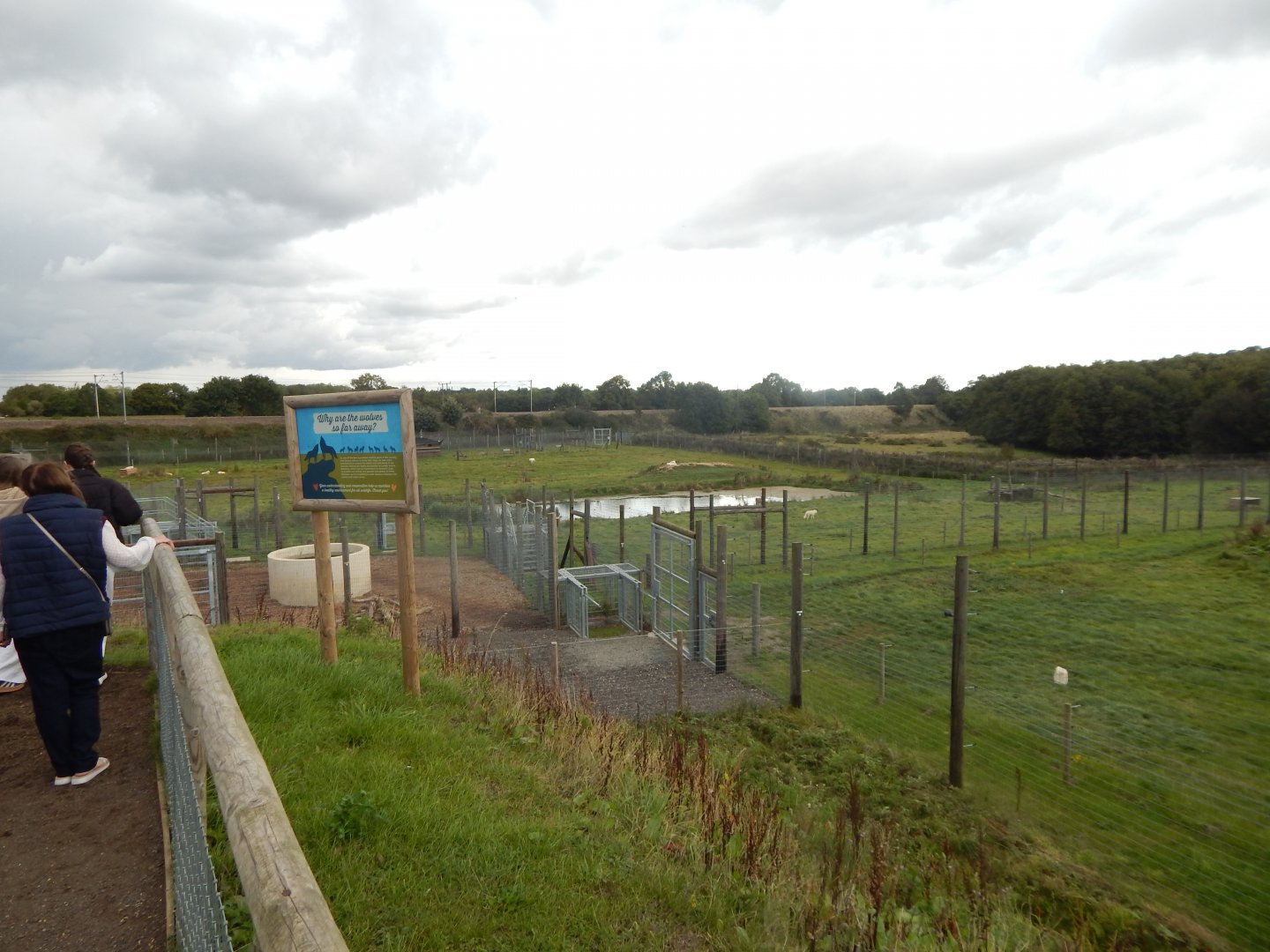 Arctic wolf enclosure 130925