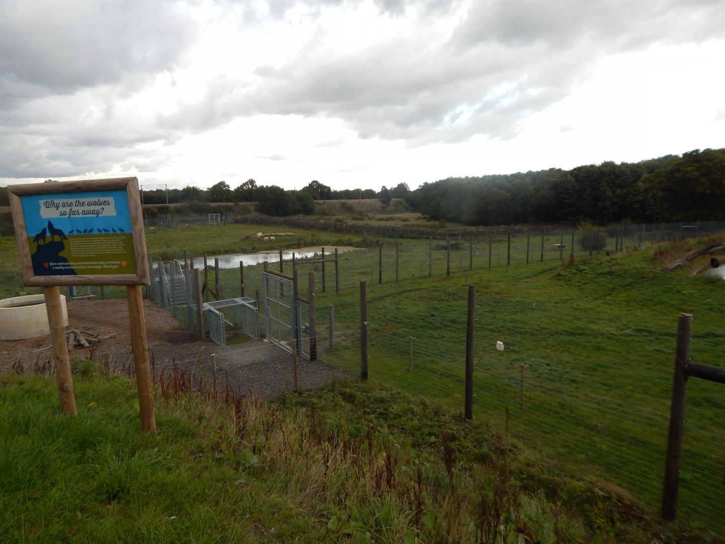 Arctic wolf enclosure 130925