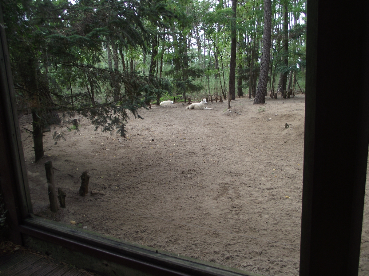Arctic Wolf Enclosure #2