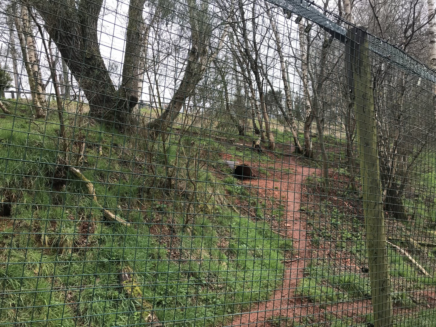 Arctic wolf enclosure (2)