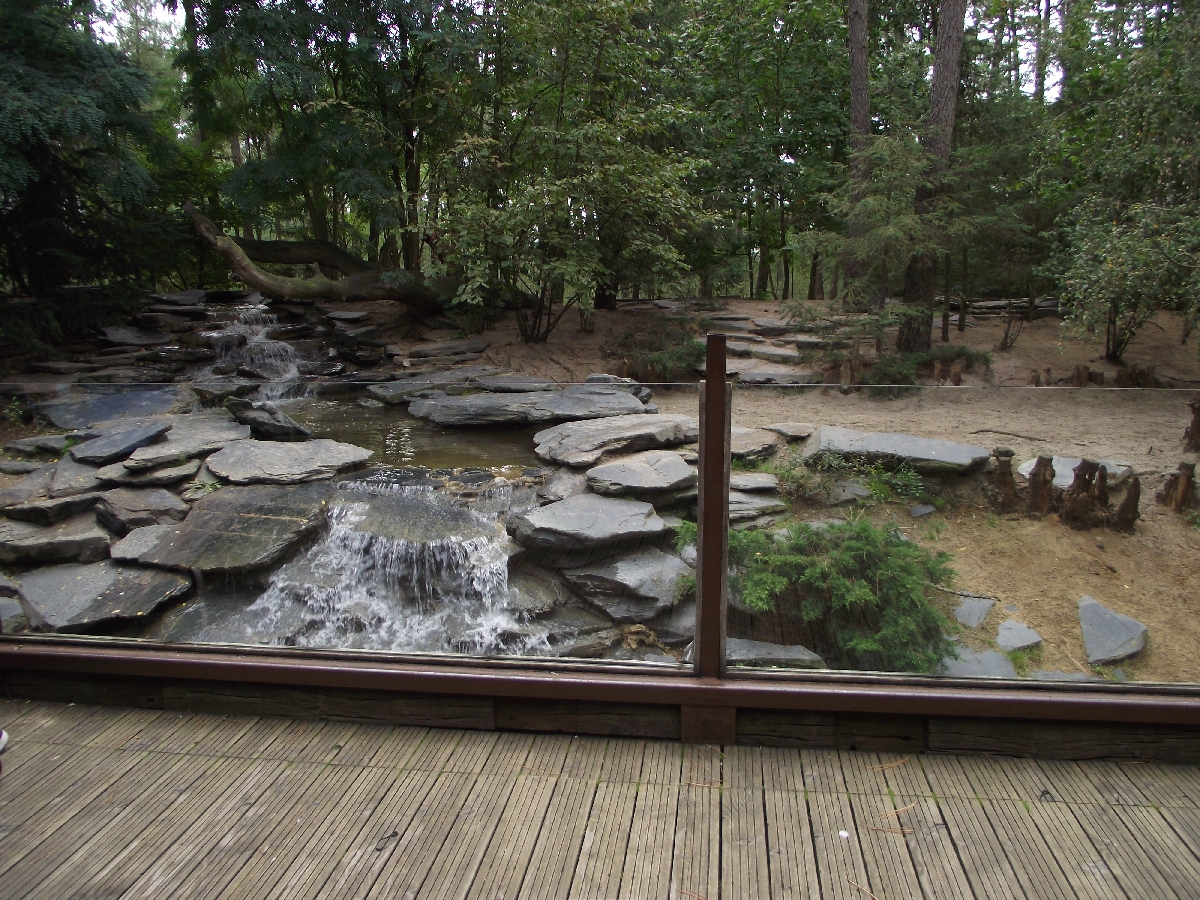 Arctic Wolf Enclosure #3