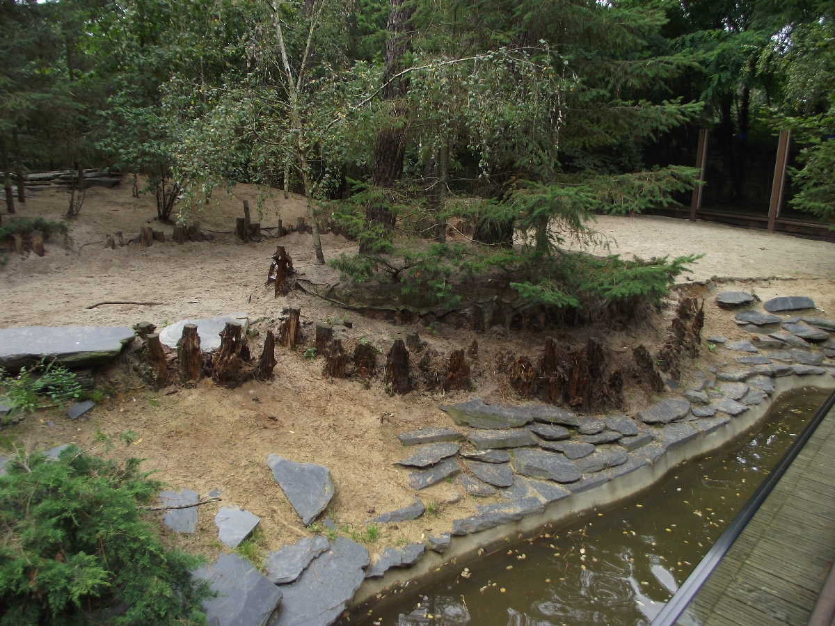 Arctic Wolf Enclosure #4