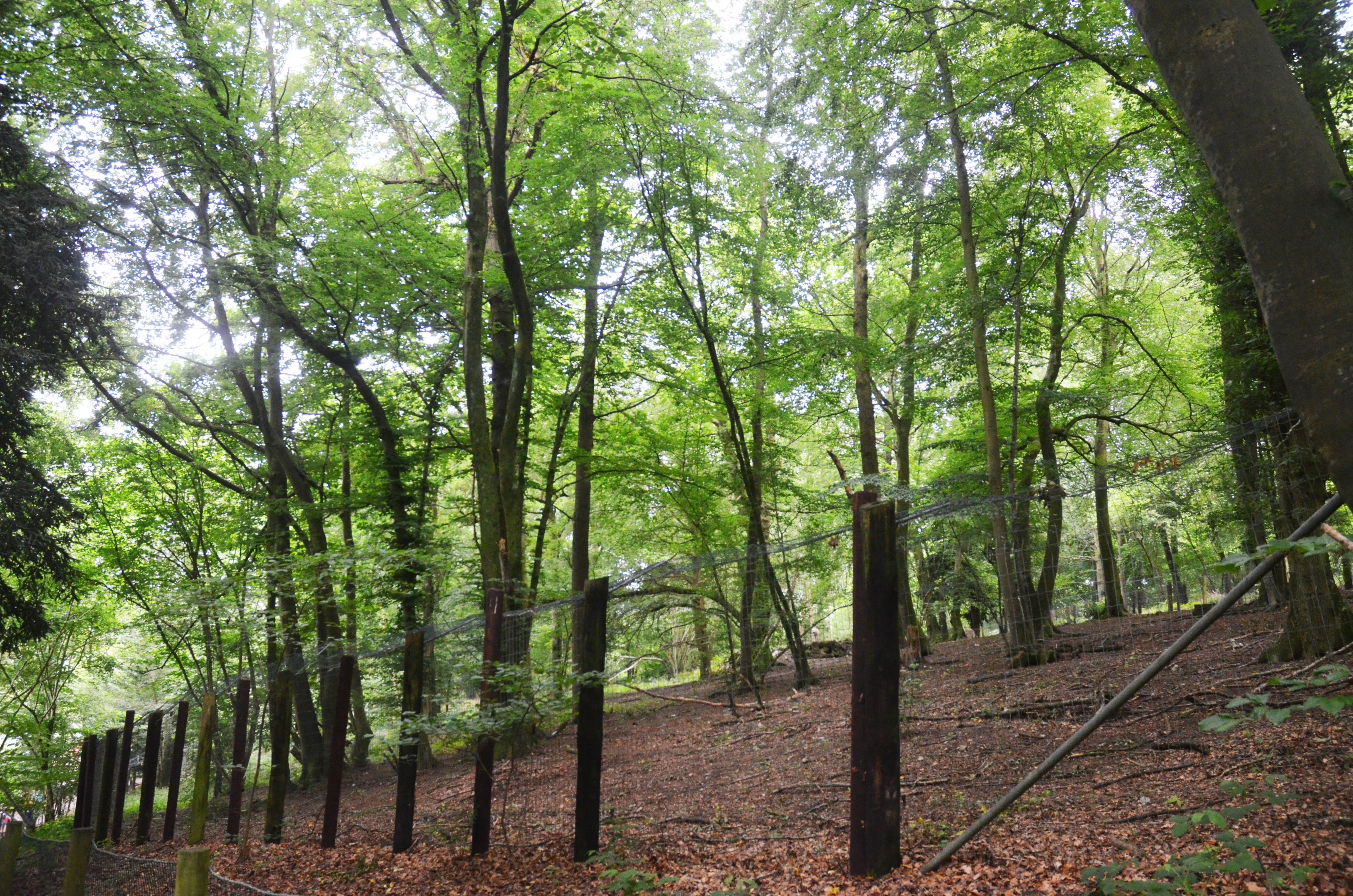 Arctic Wolf Enclosure at CERZA, 10/06/18