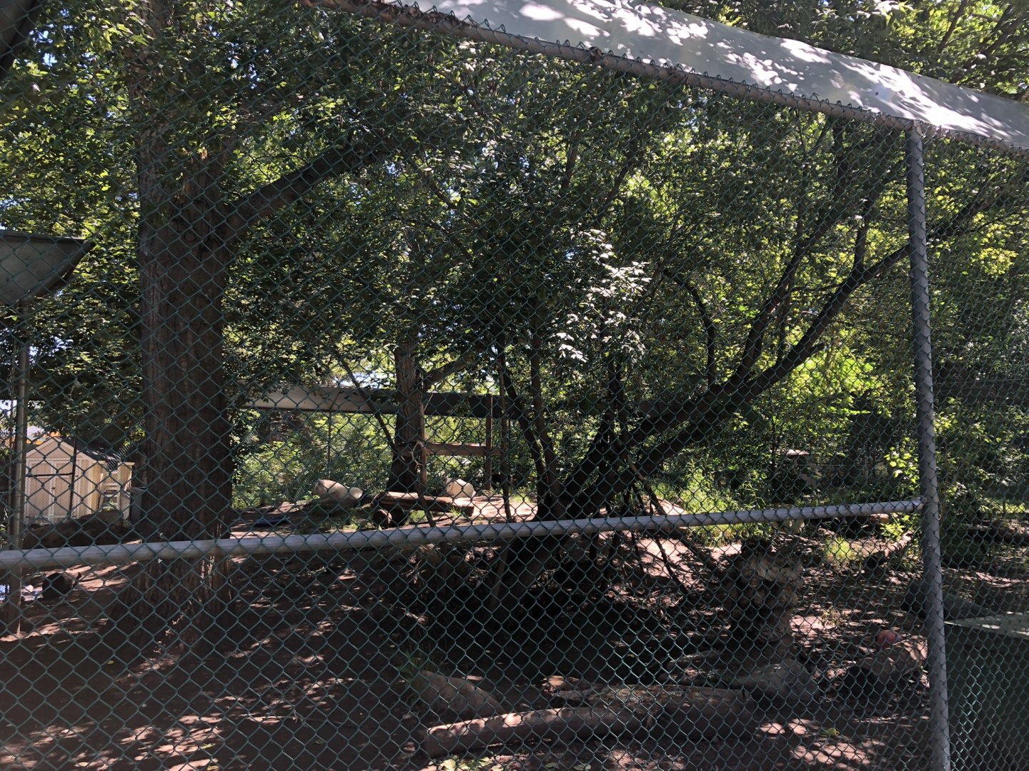 Arctic Wolf Enclosure at Edmonton Valley Zoo (July 2022)