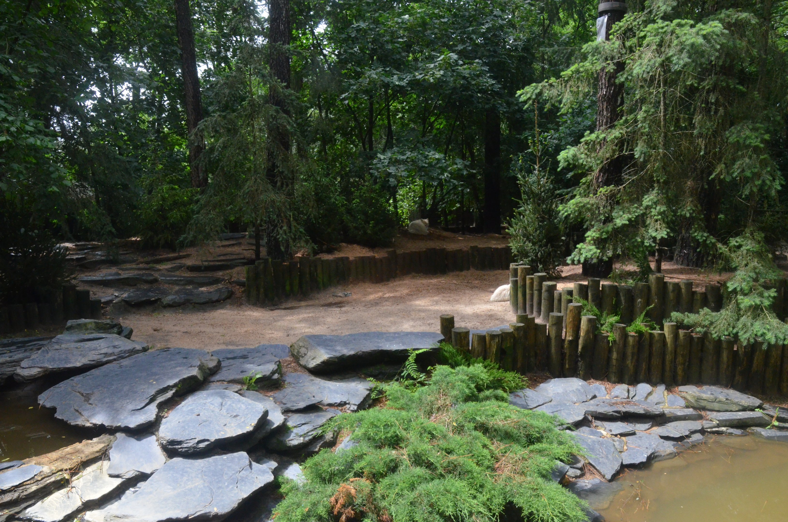 Arctic Wolf Enclosure at La Flèche, 11/06/18
