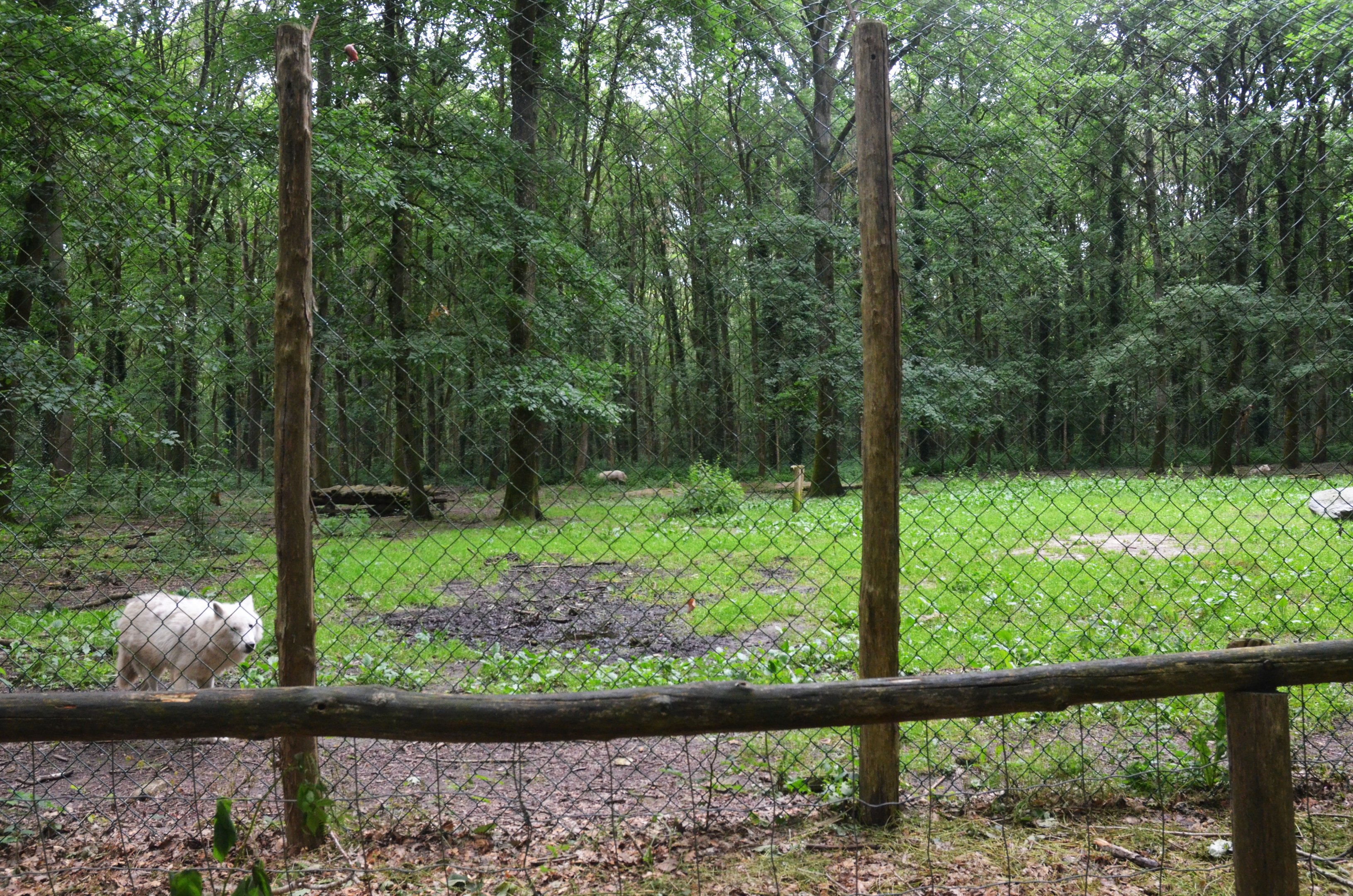 Arctic Wolf Enclosure at Pescheray, 13/06/18
