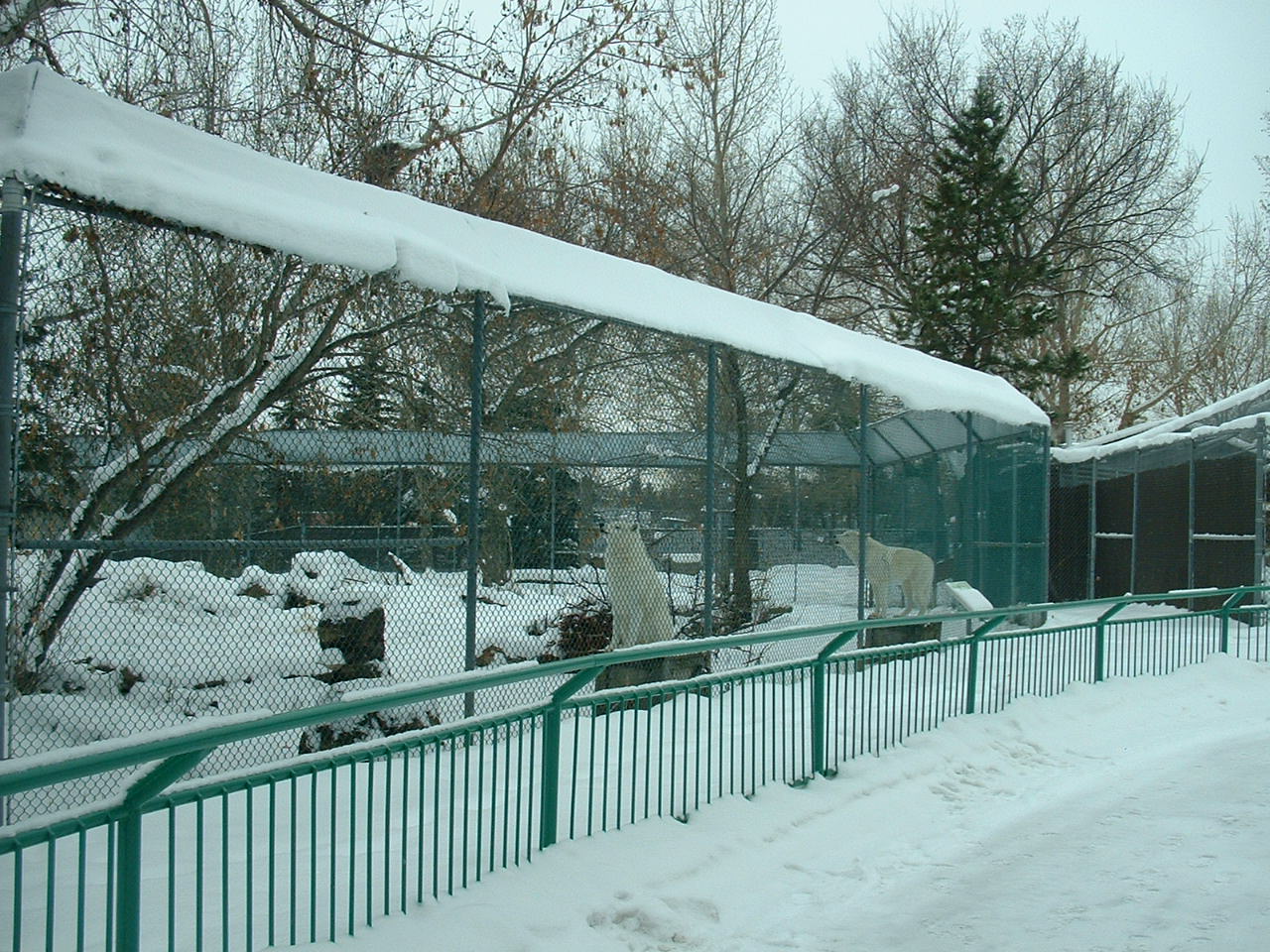 Arctic Wolf Enclosure - Nov 2012