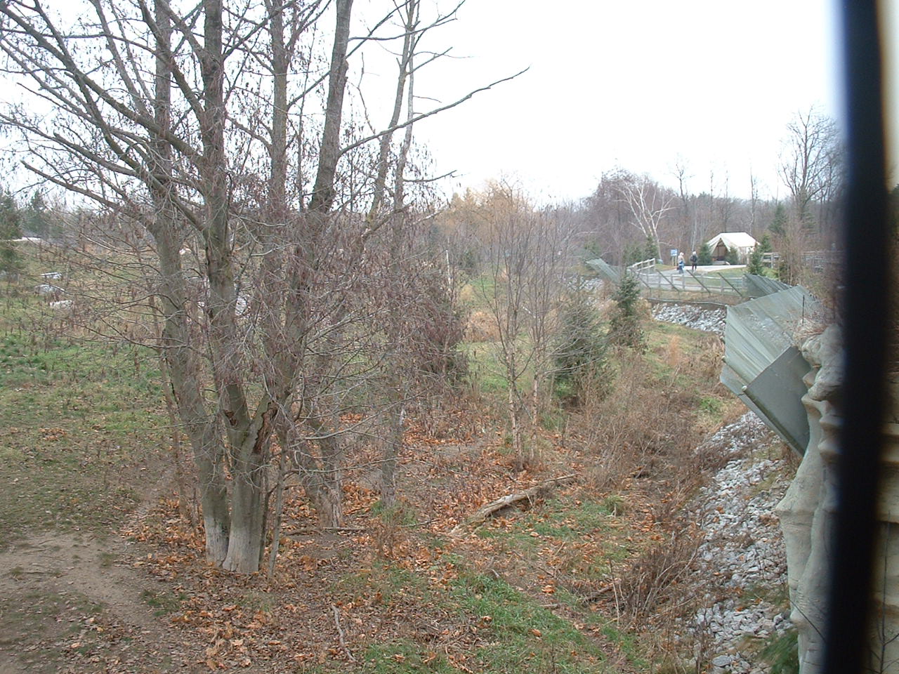 Arctic Wolf Enclosure - Nov 2012