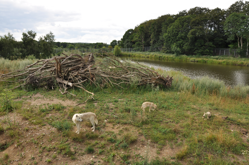 Arctic Wolf Enclosure