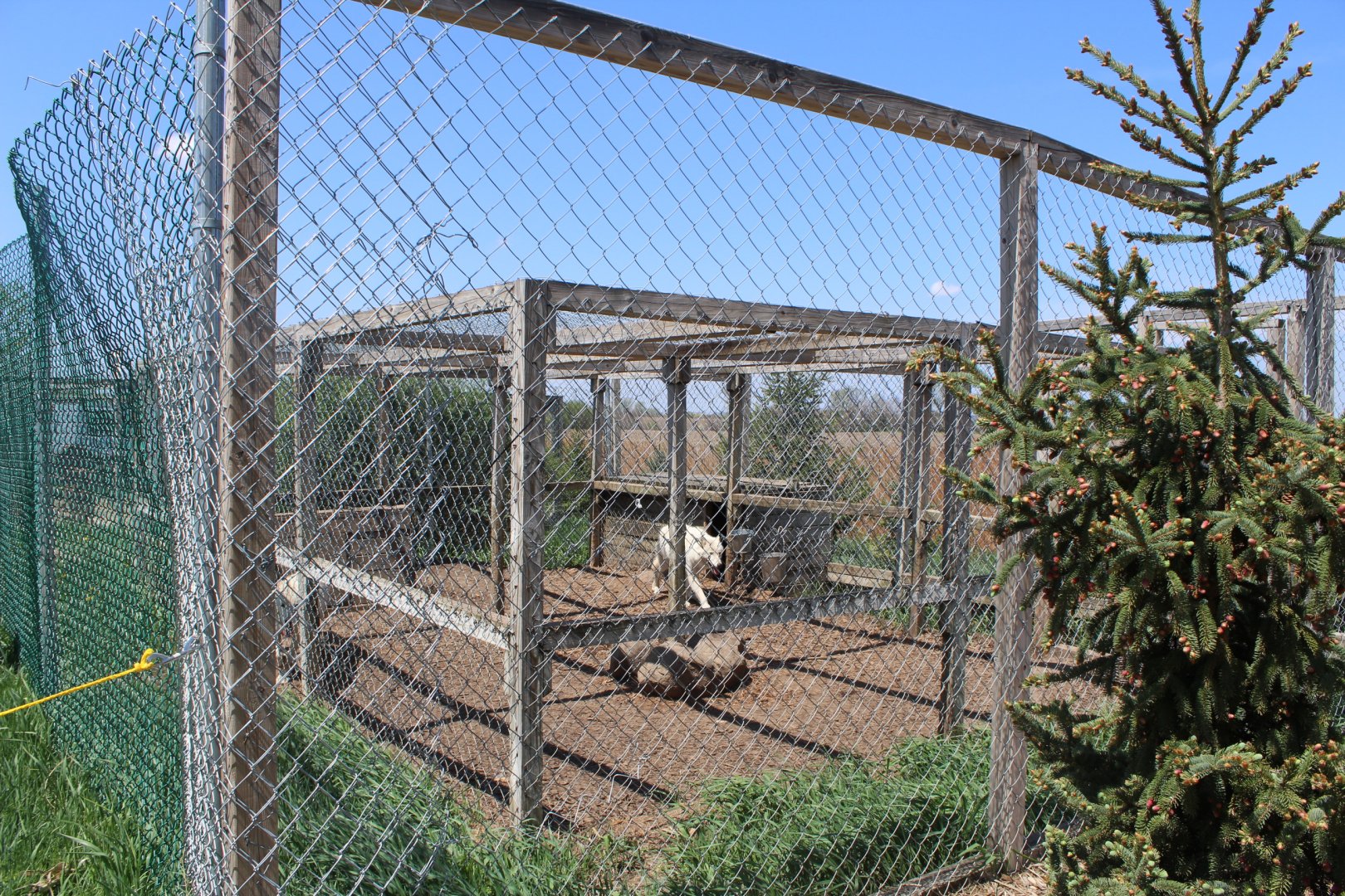 Arctic Wolf Enclosure