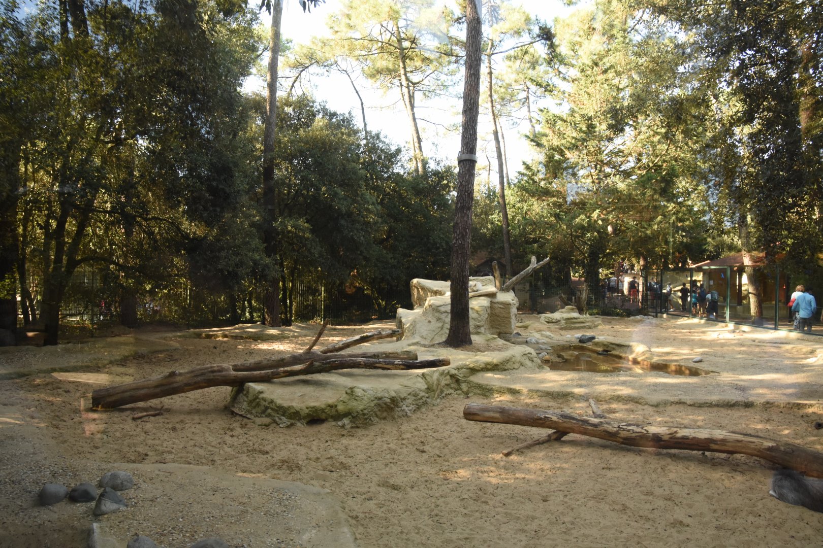 Arctic Wolf enclosure