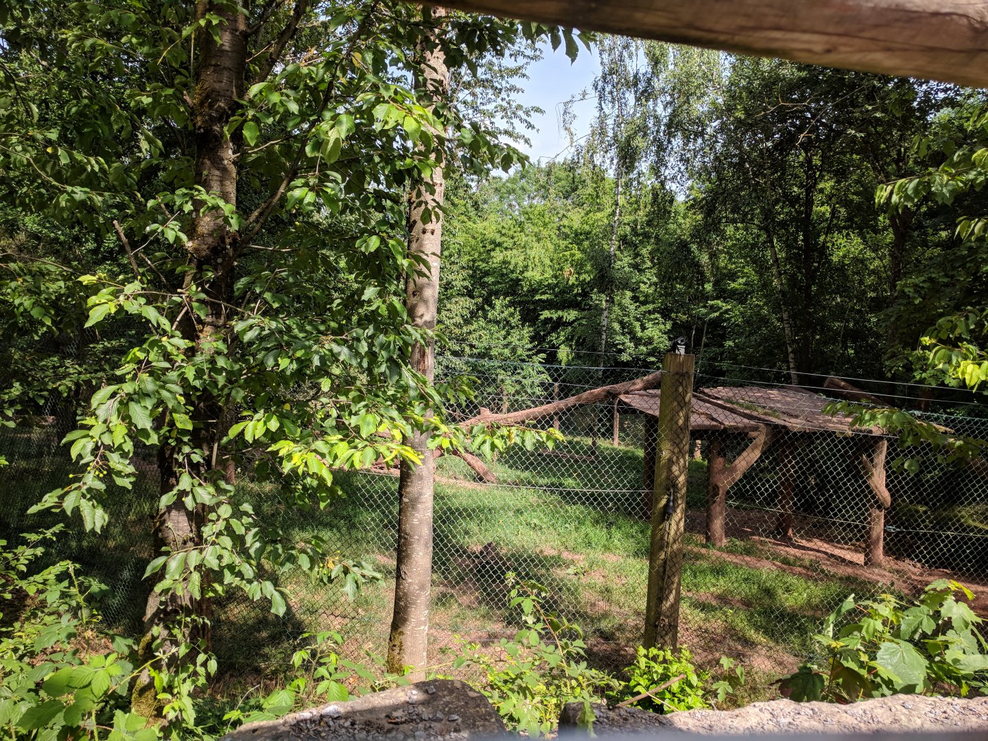 Arctic Wolf Enclosure