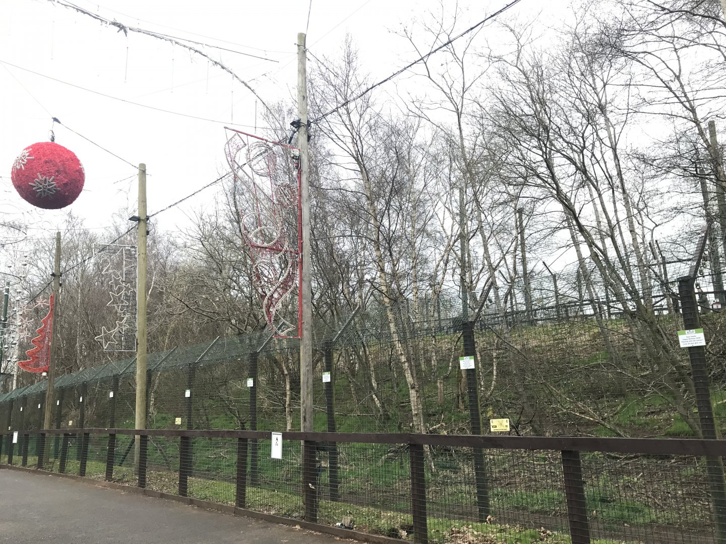 Arctic wolf enclosure