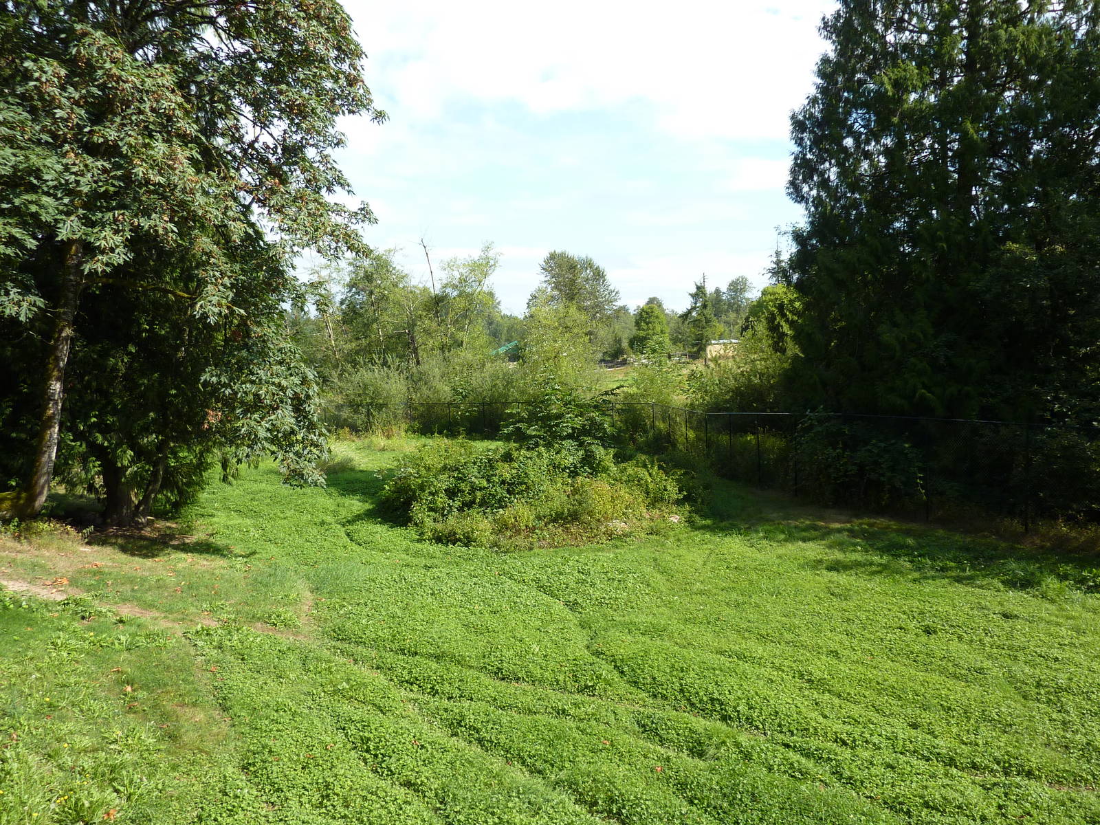 Arctic Wolf Enclosure