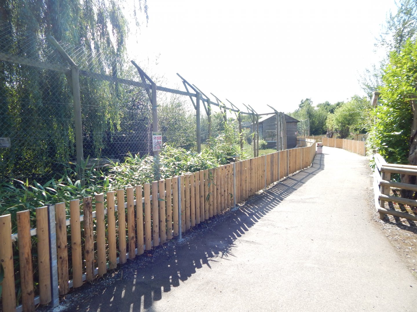 Arctic wolf exhibit 030924