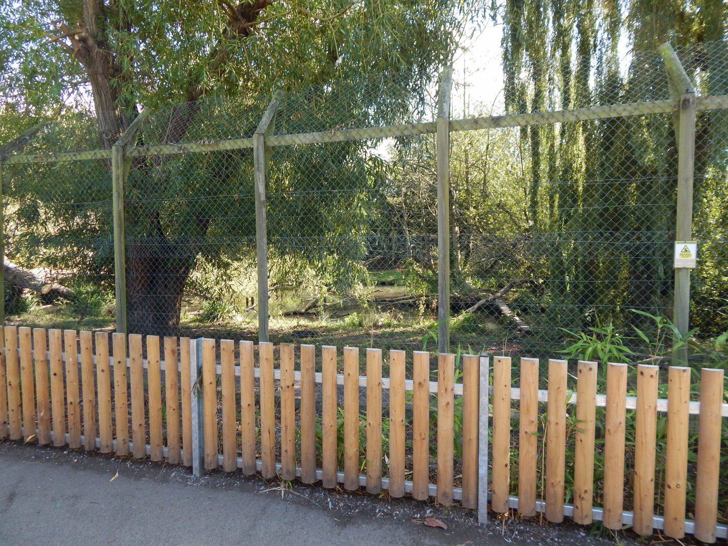 Arctic wolf exhibit 030924